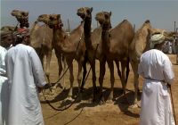 ������ ����� �� ����� ������ �������