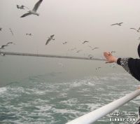 ������� .. ���� �������