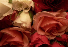 ������� ���������� ���� �� ���� ���